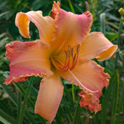 Tangerine Dragons Daylily